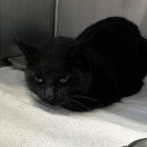 Thumbnail photo of Sasari #2