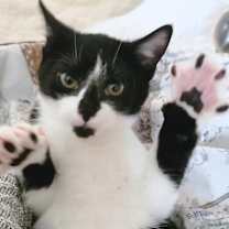 Thumbnail photo of Belle #1