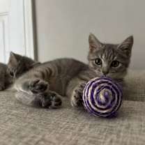 Thumbnail photo of *Agatha #1