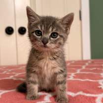 Thumbnail photo of *Agatha #2