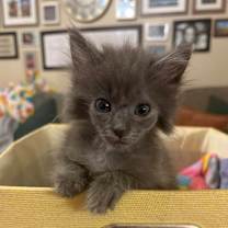 Thumbnail photo of *Sassy #1