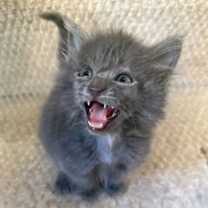 Thumbnail photo of *Sassy #2