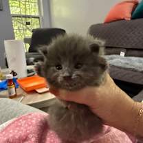 Thumbnail photo of *Sassy #3