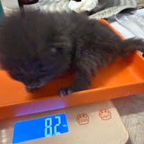 Thumbnail photo of *Sassy #4