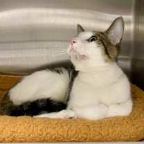 Thumbnail photo of Chopin #3