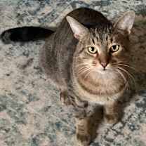 Thumbnail photo of Wile E Coyote 55121 #1