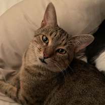 Thumbnail photo of Wile E Coyote 55121 #2