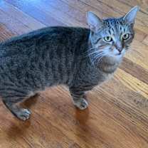 Thumbnail photo of Wile E Coyote 55121 #3