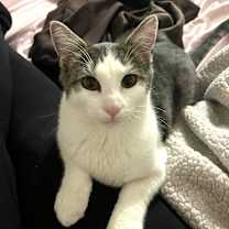 Thumbnail photo of Brussel Sprout #4