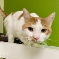 Thumbnail photo of Strobey #1