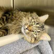 Thumbnail photo of Branston #1