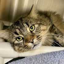 Thumbnail photo of Branston #2