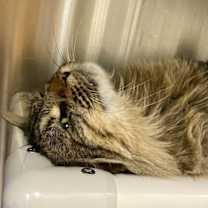 Thumbnail photo of Branston #3