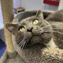 Thumbnail photo of Lucas #2