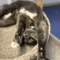 Thumbnail photo of Lucas #3