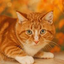 Thumbnail photo of Little Boy #4