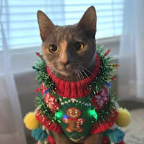 Thumbnail photo of Sadie #2