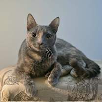 Thumbnail photo of Sadie #3