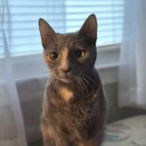 Thumbnail photo of Sadie #4