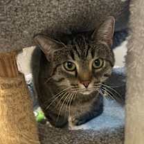 Thumbnail photo of Chickpea #1