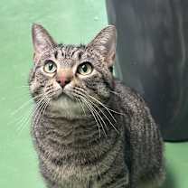 Thumbnail photo of Chickpea #2