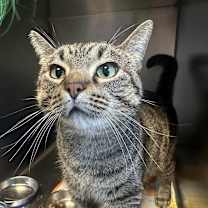 Thumbnail photo of Chickpea #3