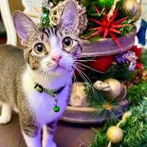 Thumbnail photo of Wesley #1