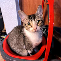 Thumbnail photo of Wesley #4