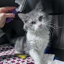 Thumbnail photo of Priscilla Paschall #1