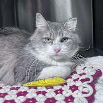 Thumbnail photo of Priscilla Paschall #3