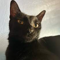 Thumbnail photo of Penny #1