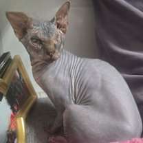 Thumbnail photo of ROMAN-FOSTER NEEDED! #1