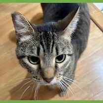 Thumbnail photo of Emmy #1