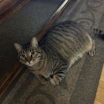 Thumbnail photo of Emmy #3