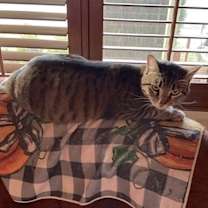 Thumbnail photo of Emmy #4