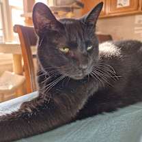 Thumbnail photo of Monroe #1