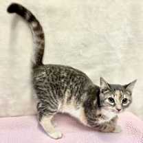 Thumbnail photo of Sweetie #2