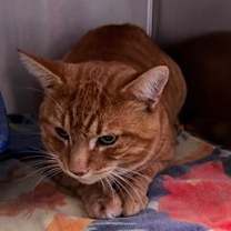 Thumbnail photo of Sasumi #2