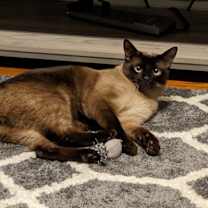 Thumbnail photo of Kyubey #1