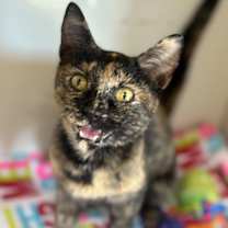 Thumbnail photo of Pumpkin #2