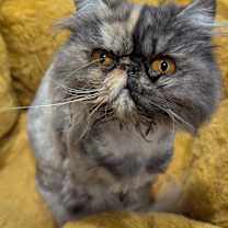 Thumbnail photo of Vivian #3