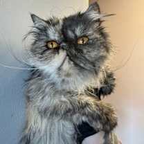 Thumbnail photo of Vivian #4