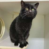 Thumbnail photo of Lump of Coal #2