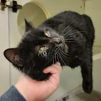 Thumbnail photo of Lump of Coal #3