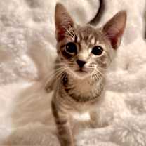 Thumbnail photo of Goose #1