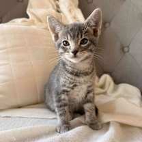 Thumbnail photo of Goose #2