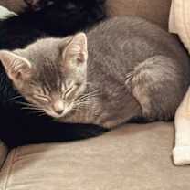 Thumbnail photo of Goose #4