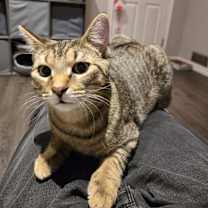 Thumbnail photo of Denver (blue collar) #1