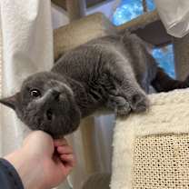 Thumbnail photo of Archie #3