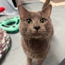 Thumbnail photo of Archie #4